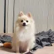 유딩
