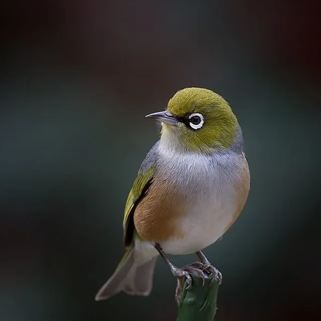 새박동