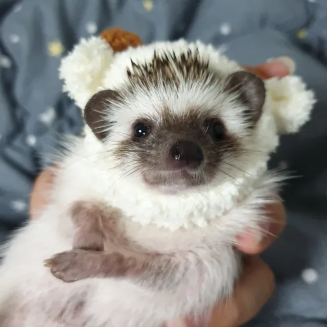 꼼지락