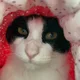 레이누나