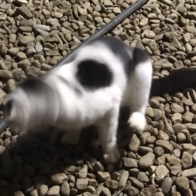 춘식이