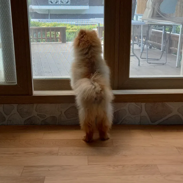 루비