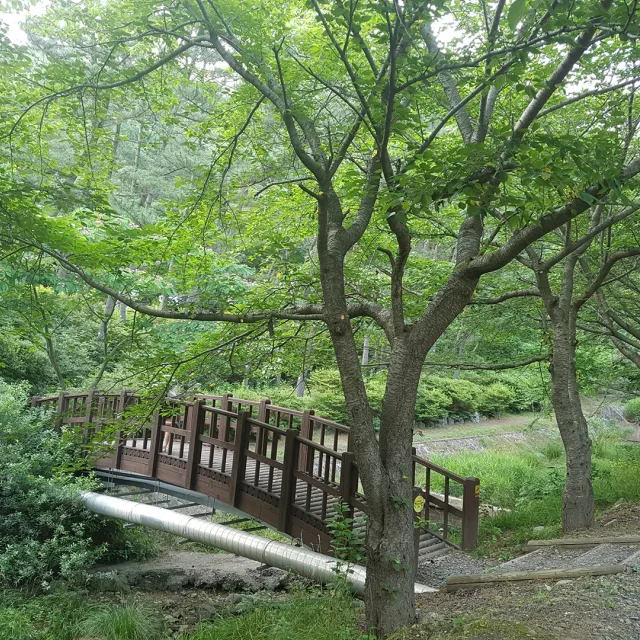 코알라