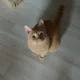 햇님별호두