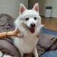 승리파파
