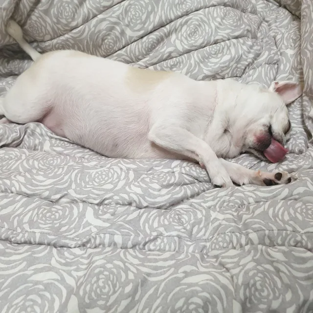 땅콩이