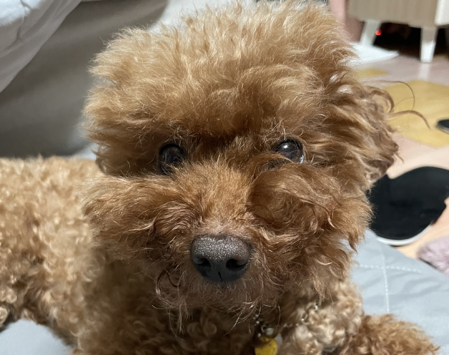 캐리