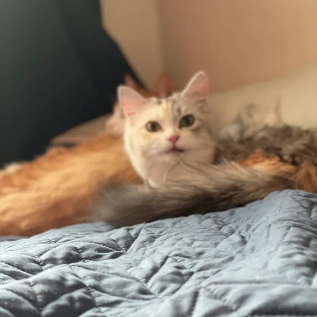 사랑둥이