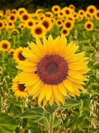 연두콩