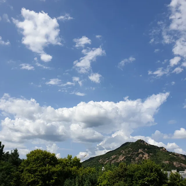 심청