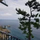 애플민트
