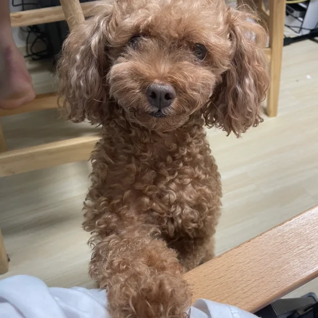 하드연