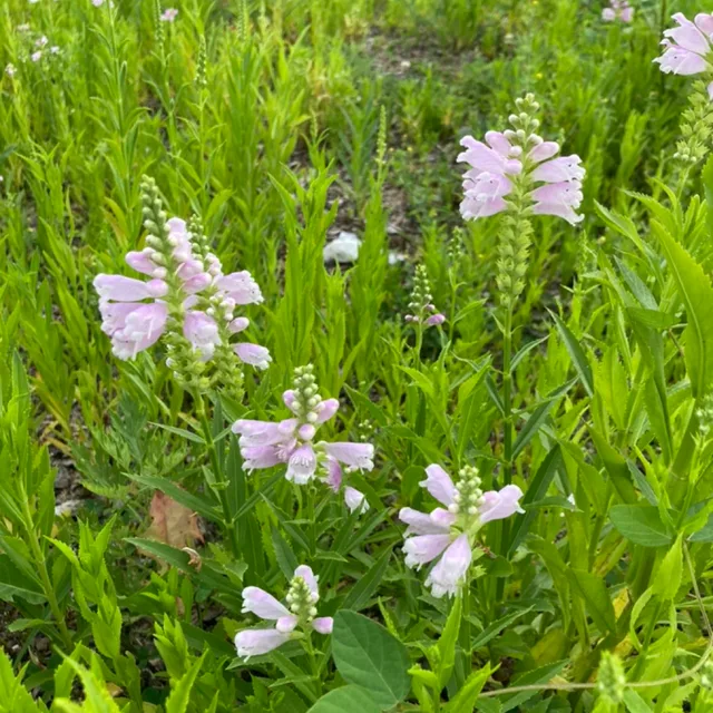 wildflower
