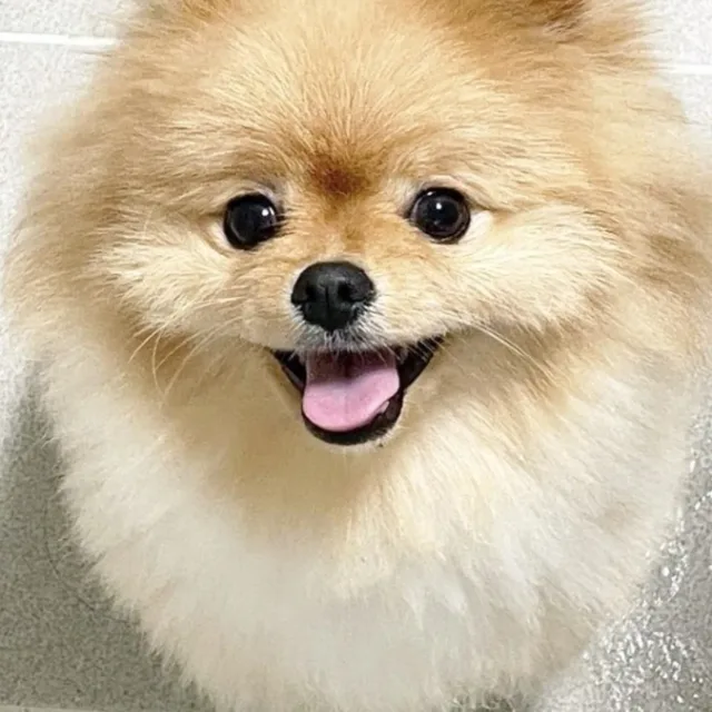 고기먹는사슴