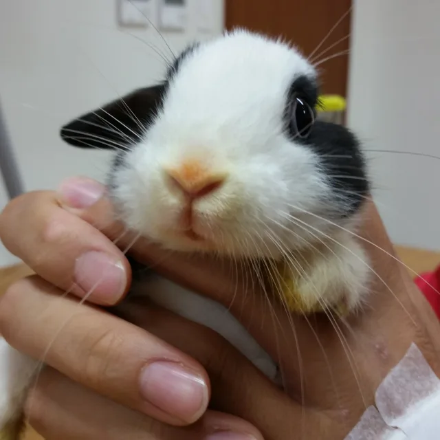 히소