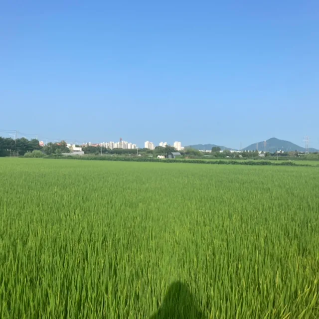 잔디밭