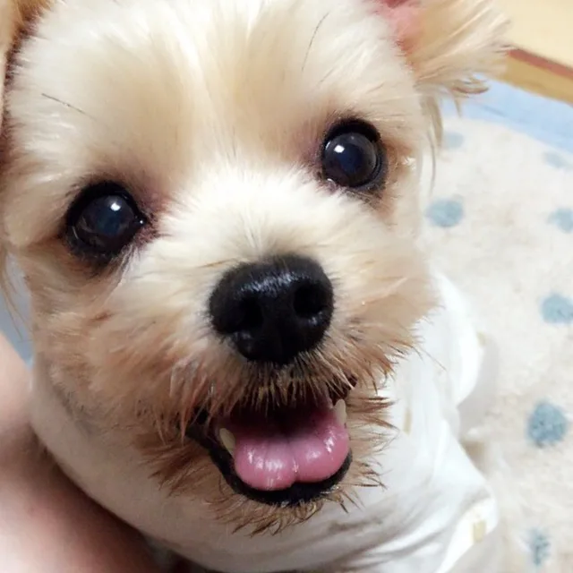 쿠키앤찌니