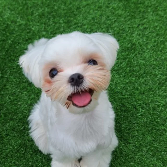 스티브잡부