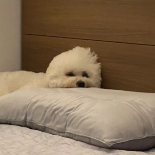 토리멍멍