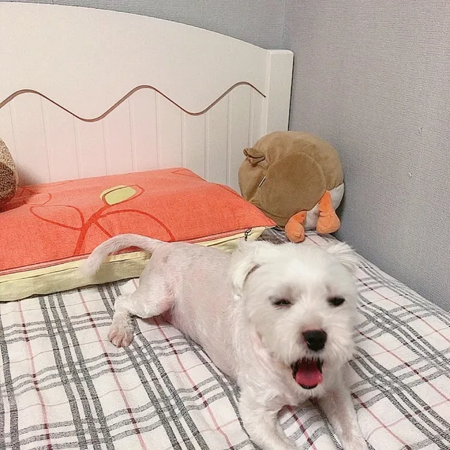 쀼x쀼