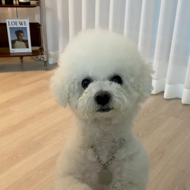 시리