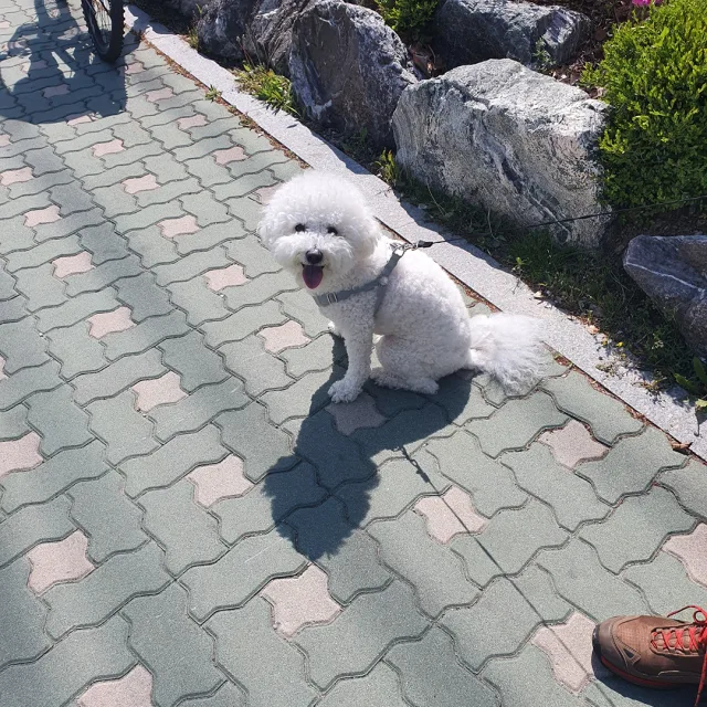 두부아빠