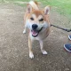 국제