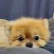 상앗