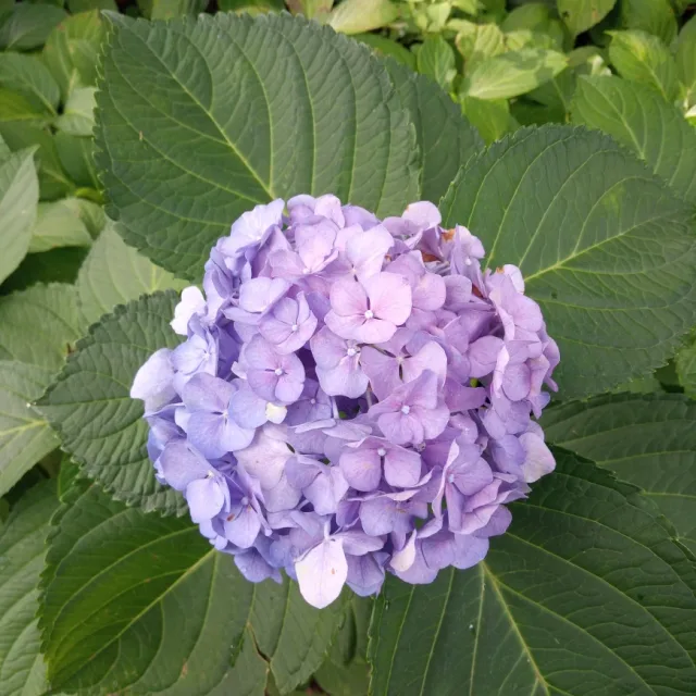 노블레스