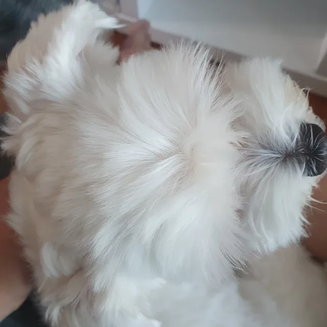 코코파파