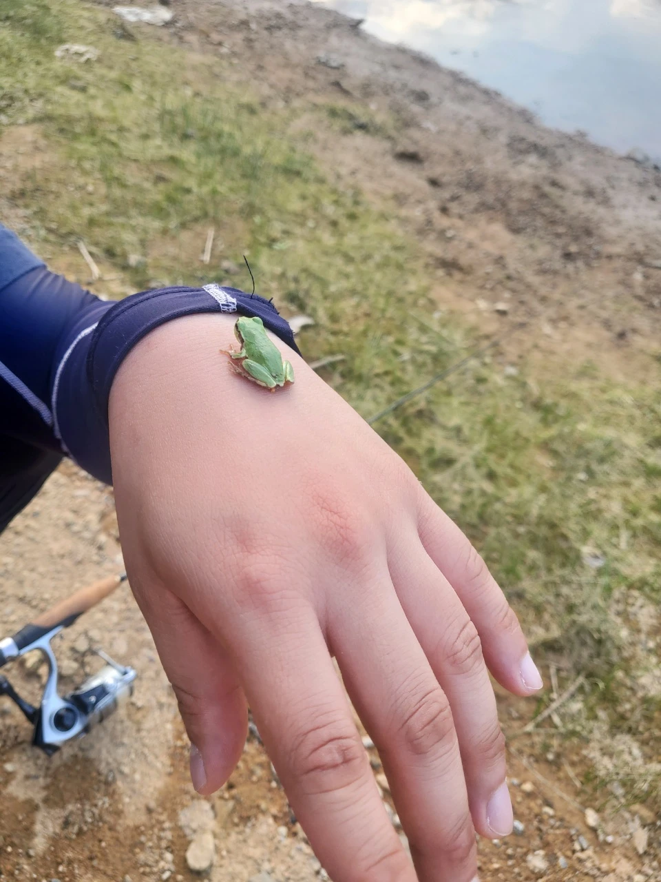 연봉산고라니