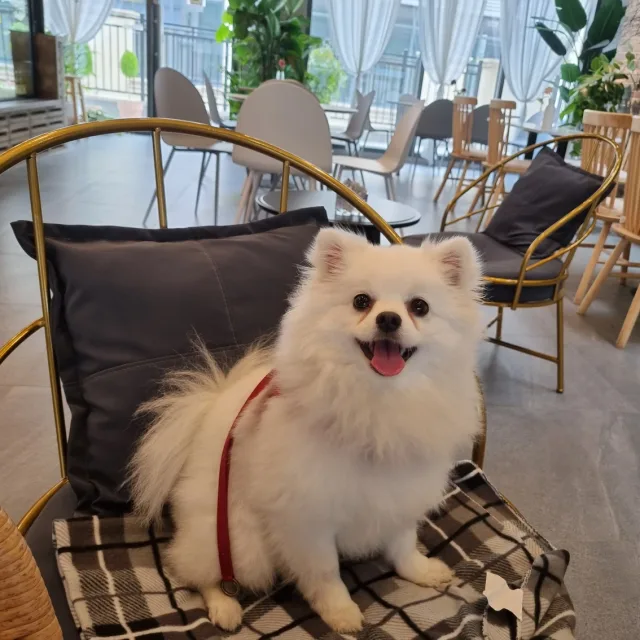 설기언니