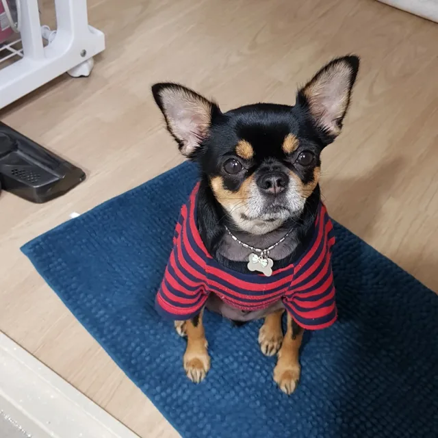 둥이할배