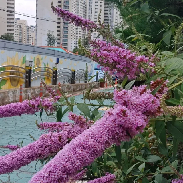 콩콩할매