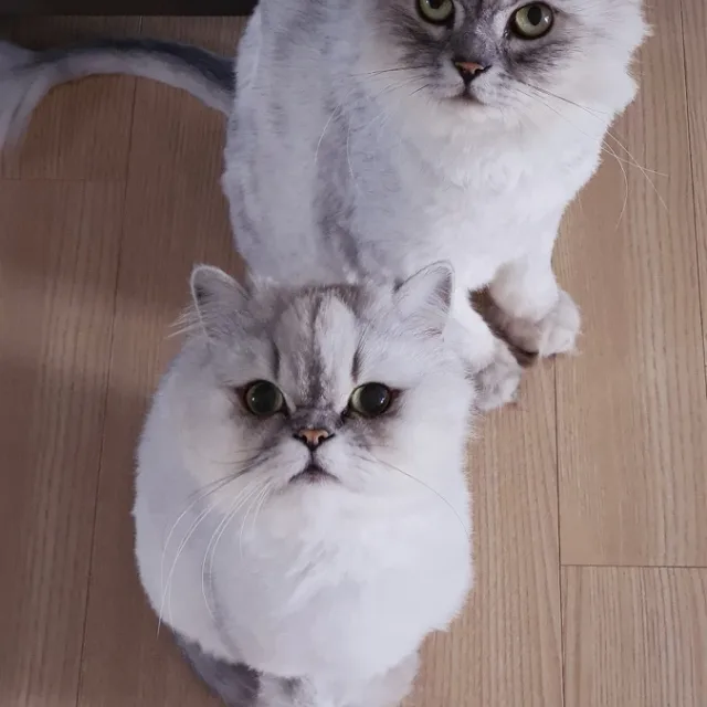 레라