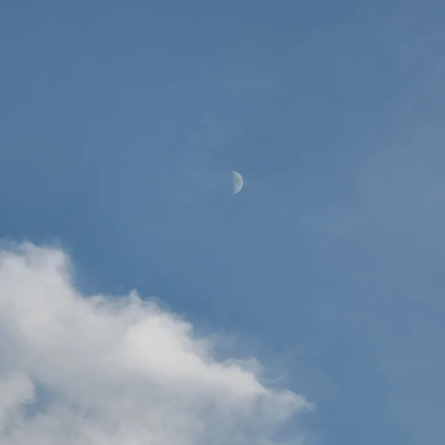 산기슭곰발바닥