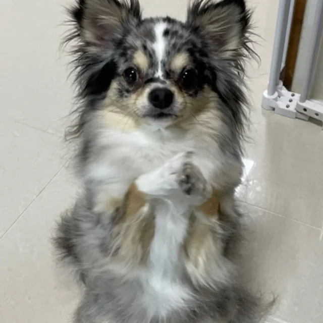 퓨니