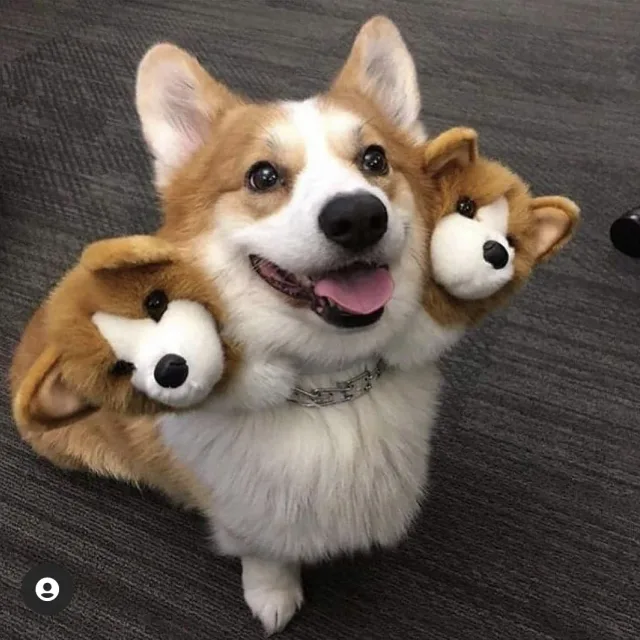 복댕이