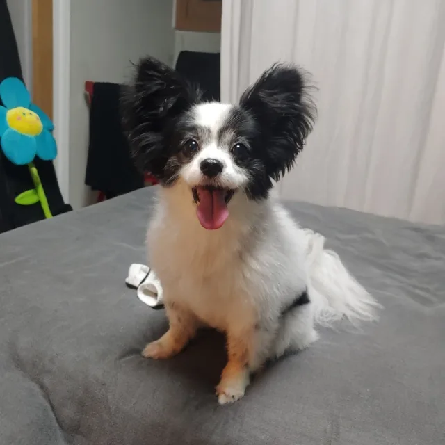 라온
