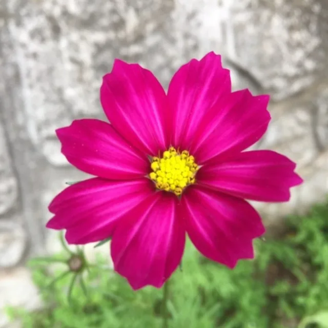 하이볼