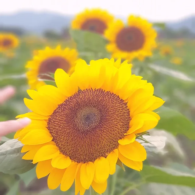 하이헤라