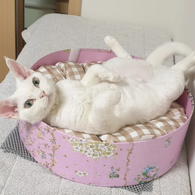 솜이네