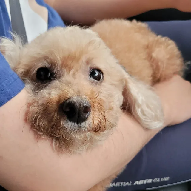 미우의당근
