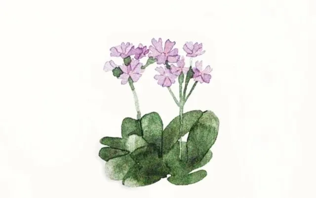 이안