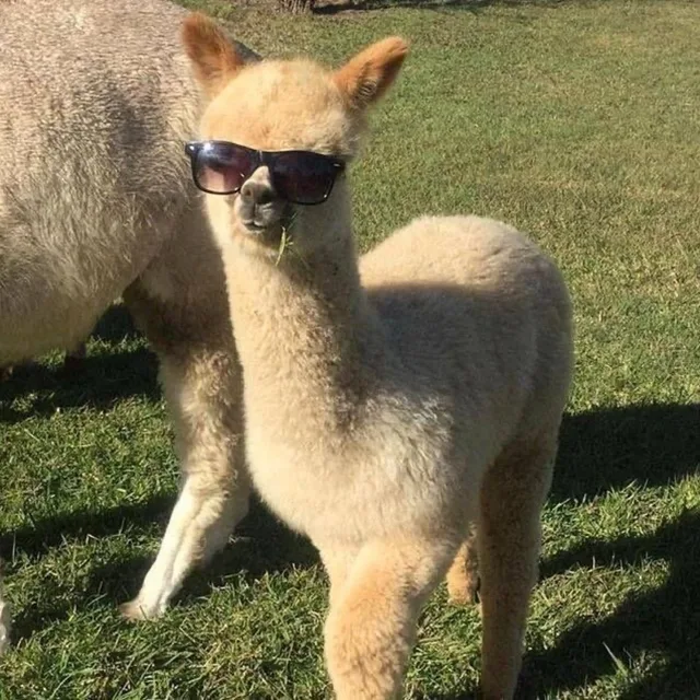 꾸꾸
