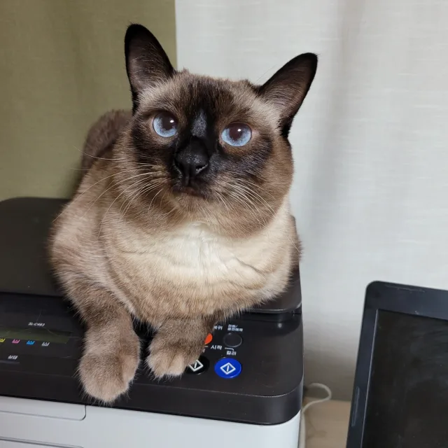 이시향