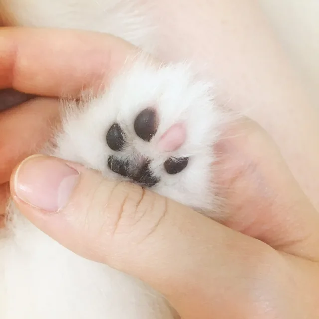 마루마루