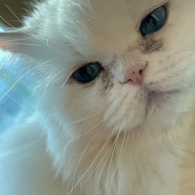 딸기빵이