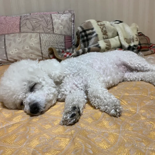 미카야