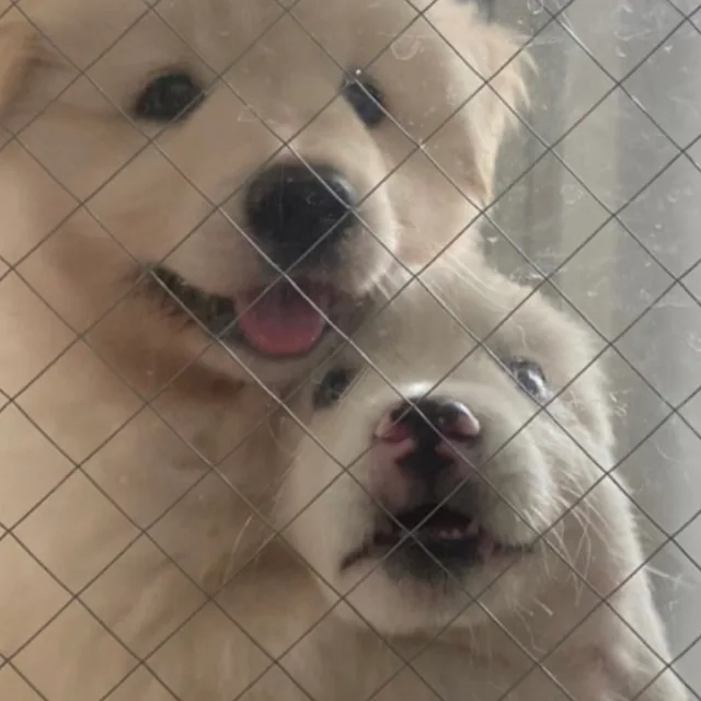 슈퍼콧수염